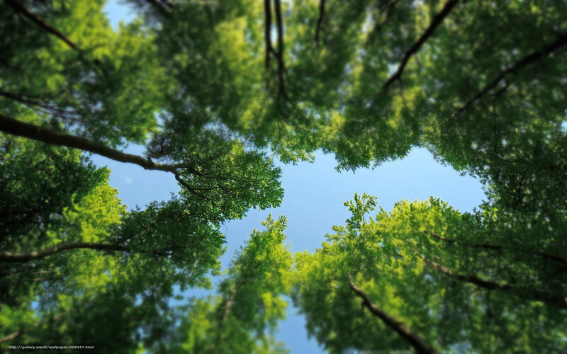 Upward View of Tree Canopy — Green