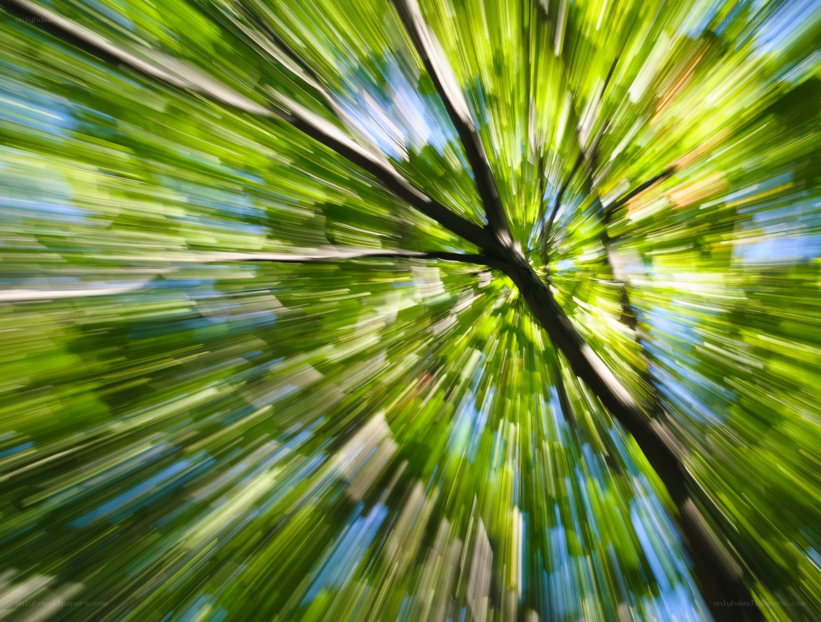 Upward view of tree canopy