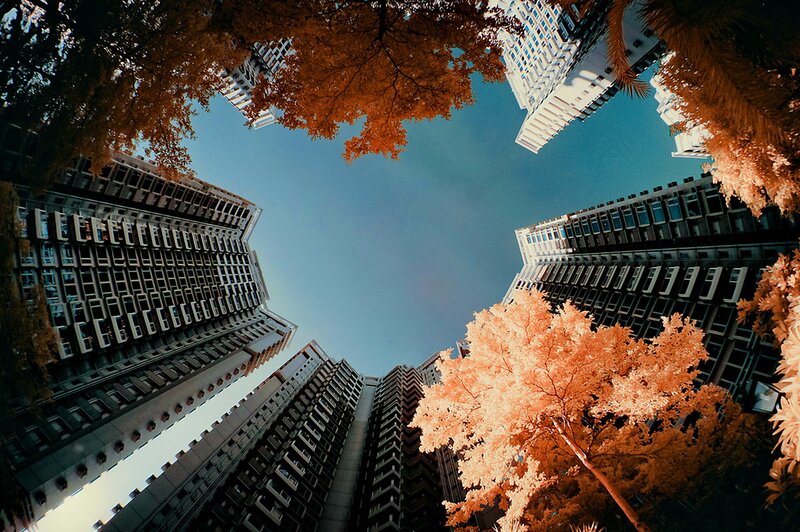 Urban skyscrapers and autumn trees