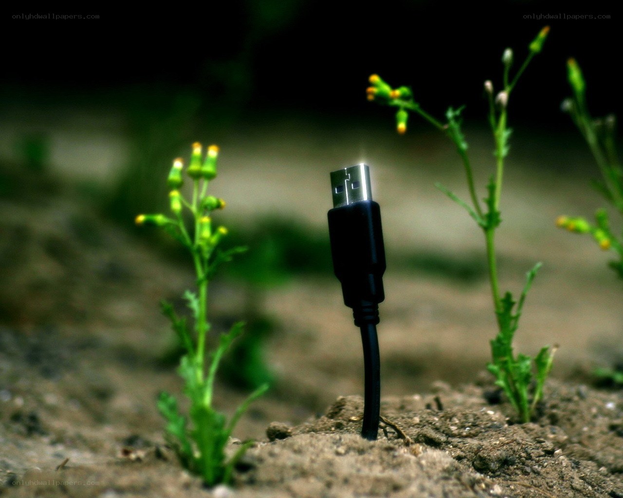 USB cable in soil with flowers