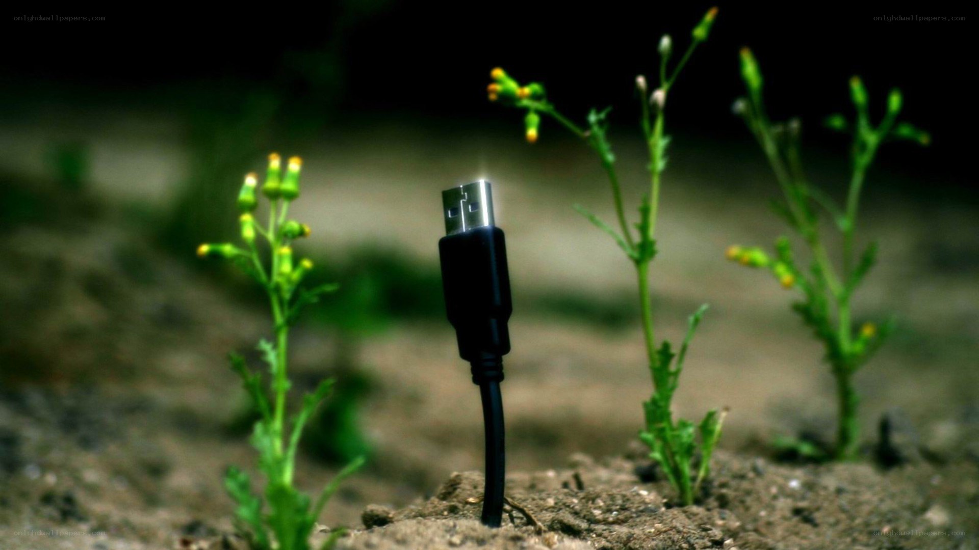 USB cable in soil with plants