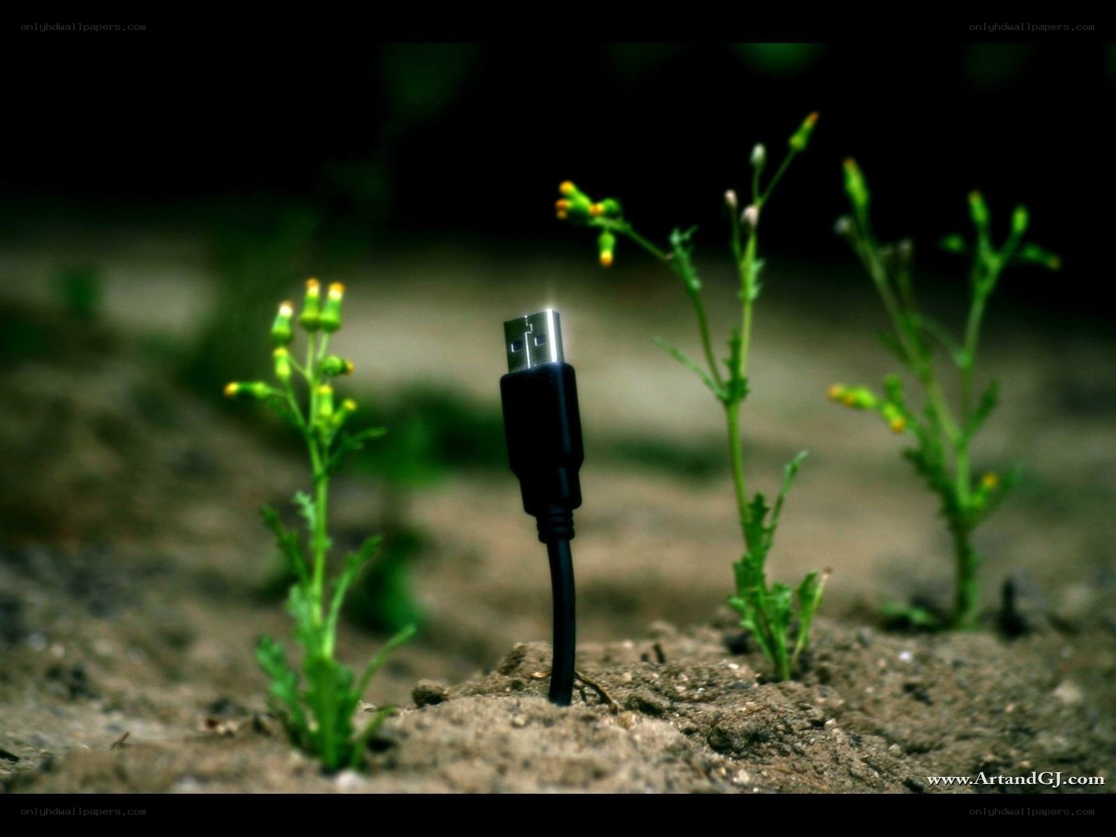USB cable in soil with plants