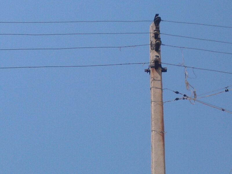 Utility Pole with Wires