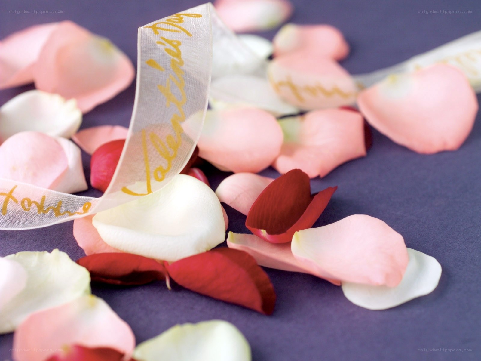 Valentine's Day rose petals