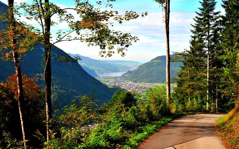 Valley Road with Trees