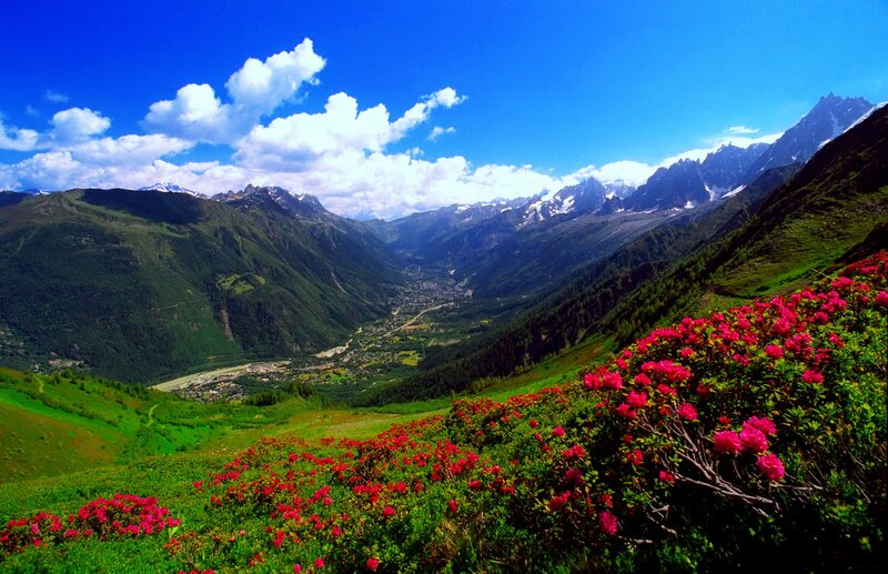 Valley with Flowering Bushes