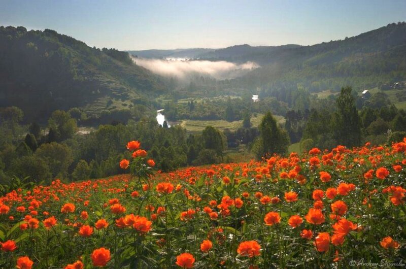 Valley with poppy field