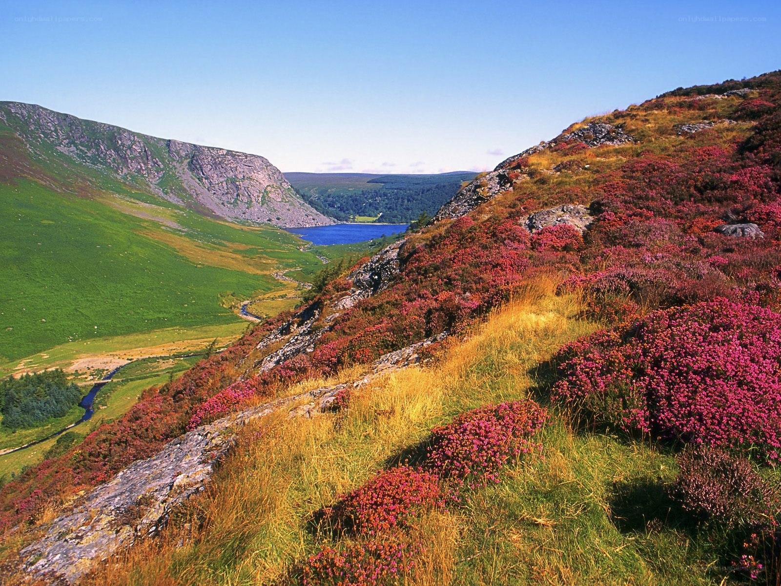 valley with purple heather