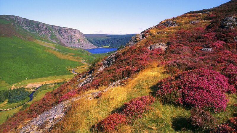 Valley with purple heather