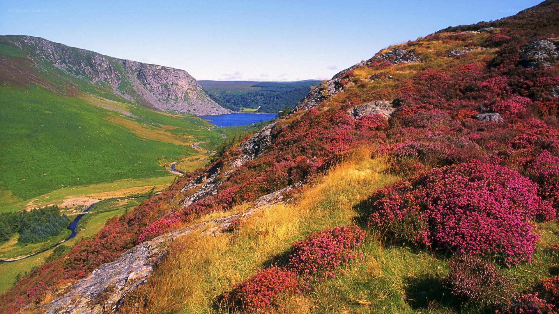 Valley with purple heather