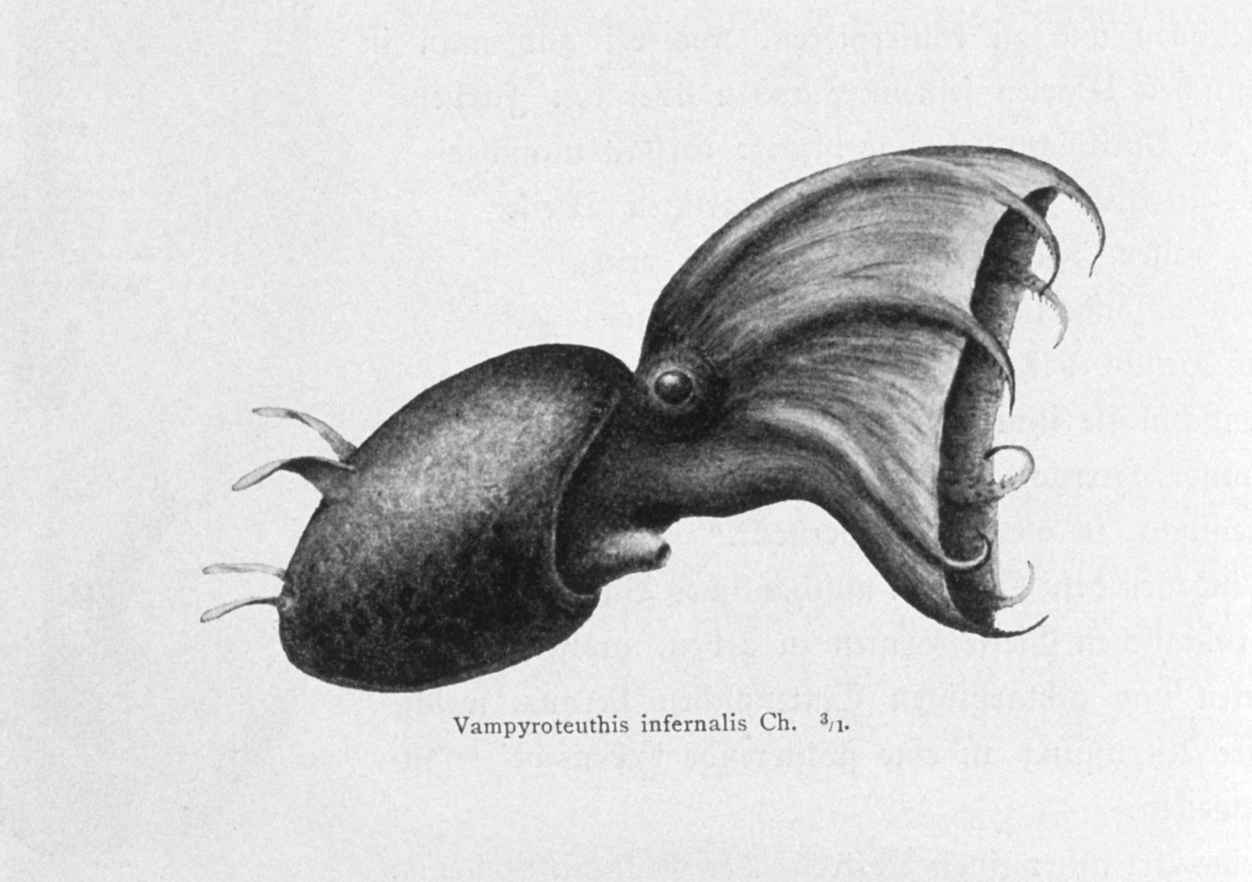 Vampyroteuthis infernalis illustration