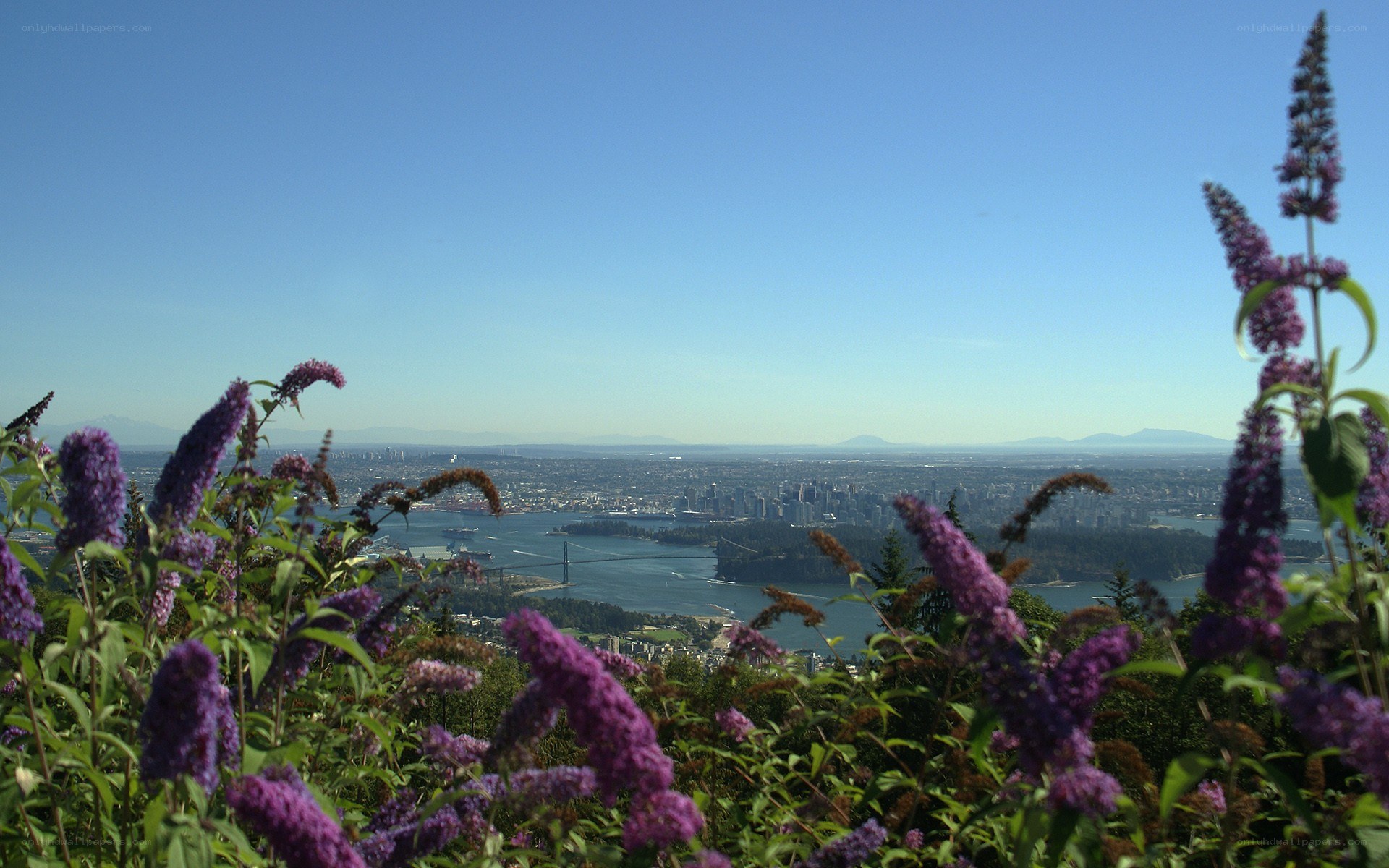 Vancouver city view from a hill