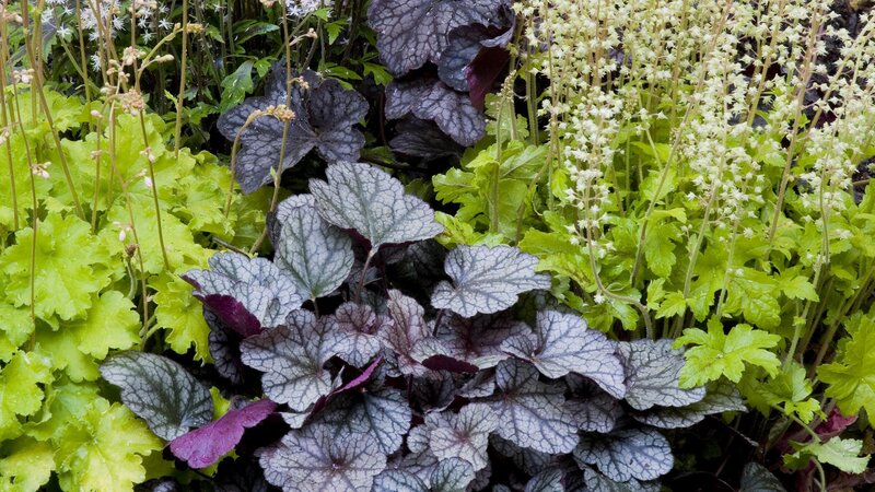 varied foliage garden plants