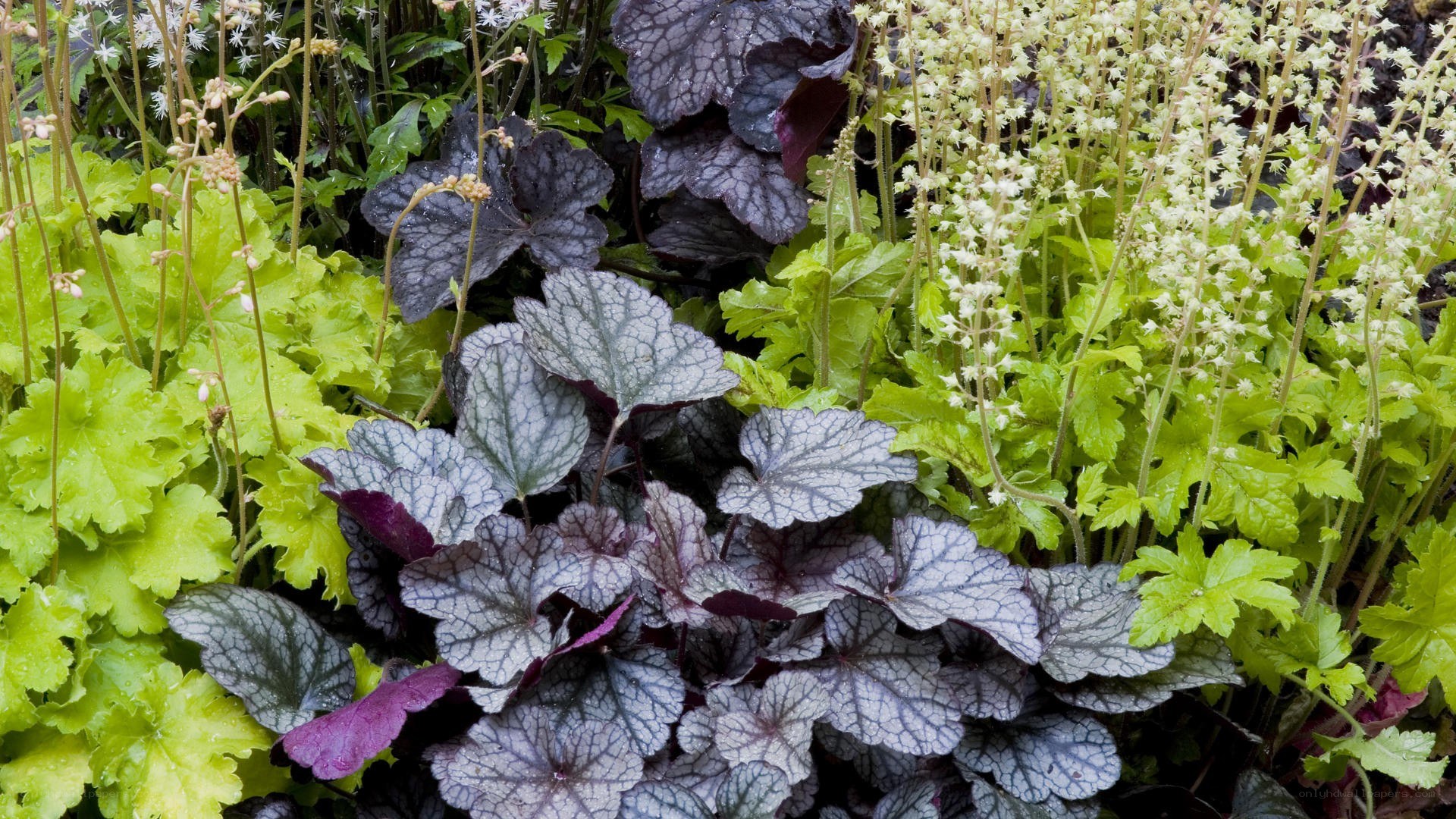 varied foliage garden plants
