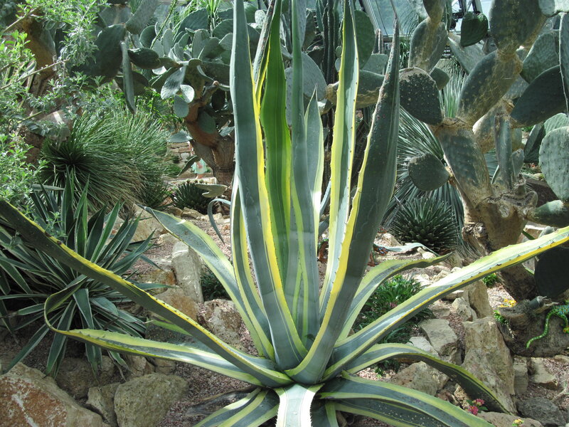 Variegated Agave Plant — Green, Natural