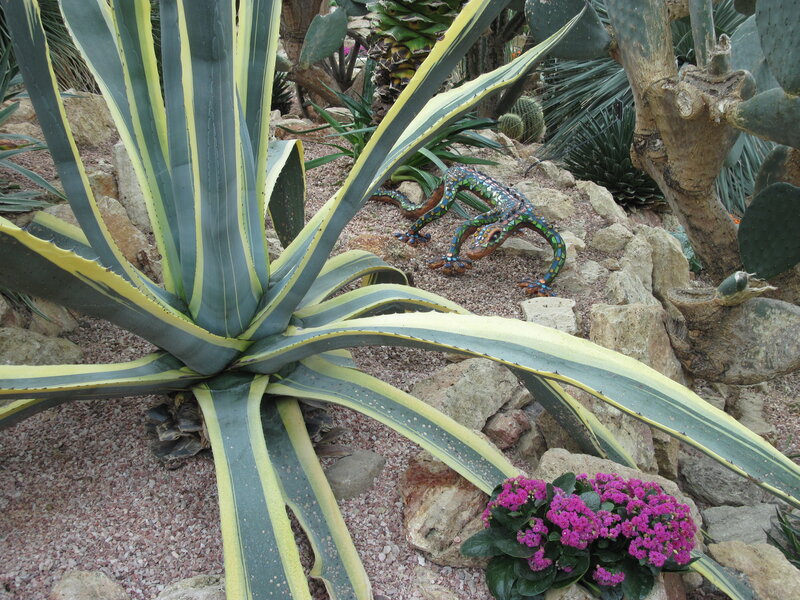 Variegated Agave Plant — Green