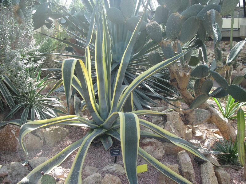 Variegated Agave Plant