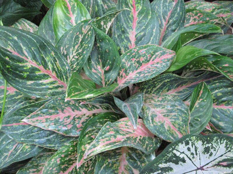 Variegated Aglaonema Plant — Green