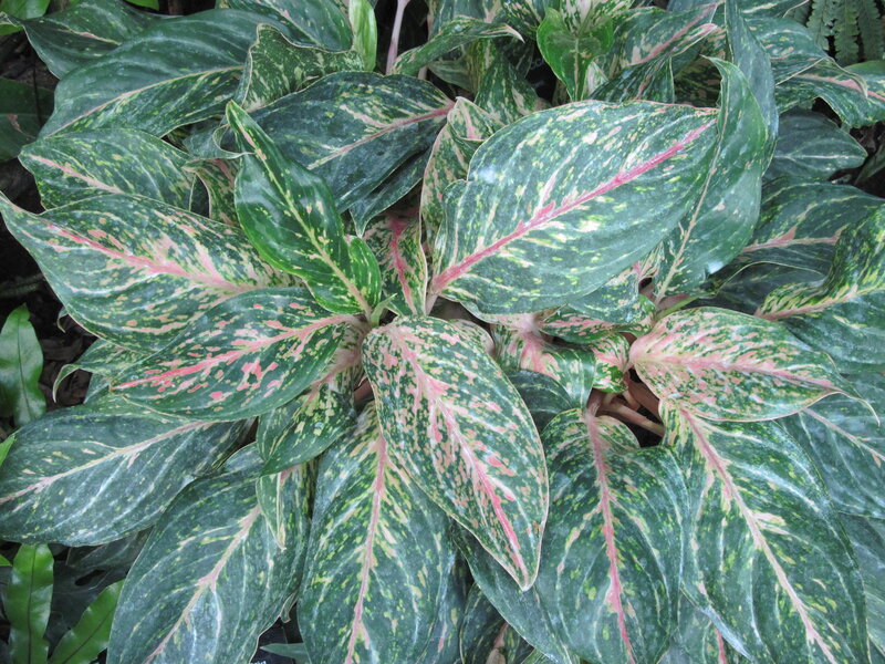 Variegated Aglaonema Plant