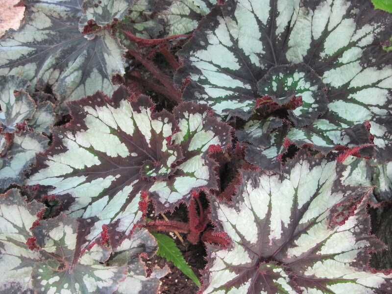 Variegated Begonia Leaves