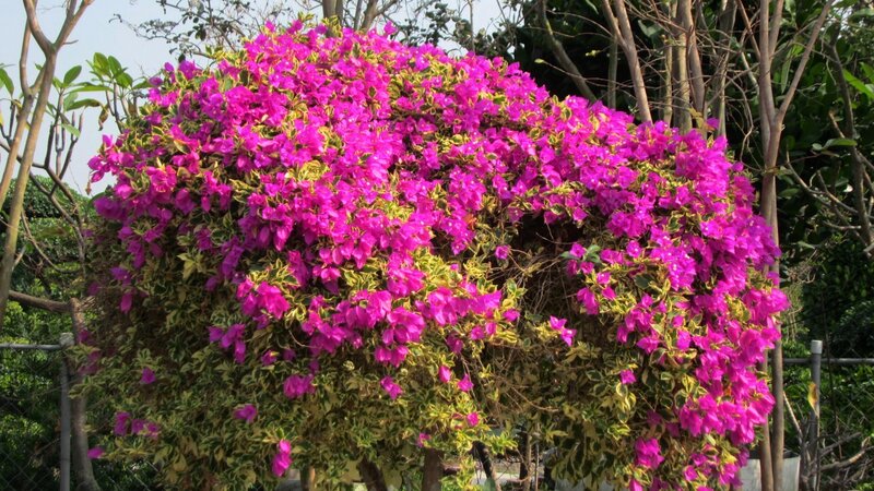 Variegated Bougainvillea Bush — Magenta