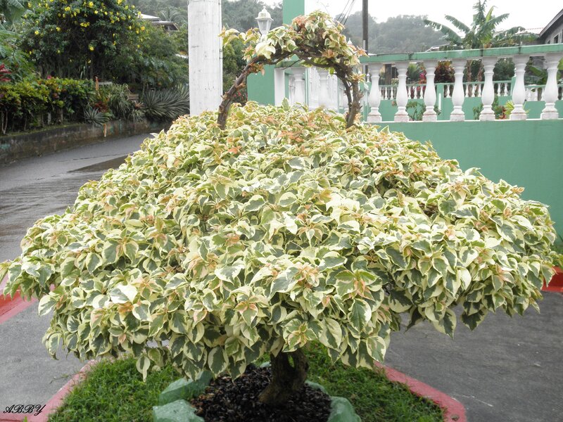 Variegated Bougainvillea Bush