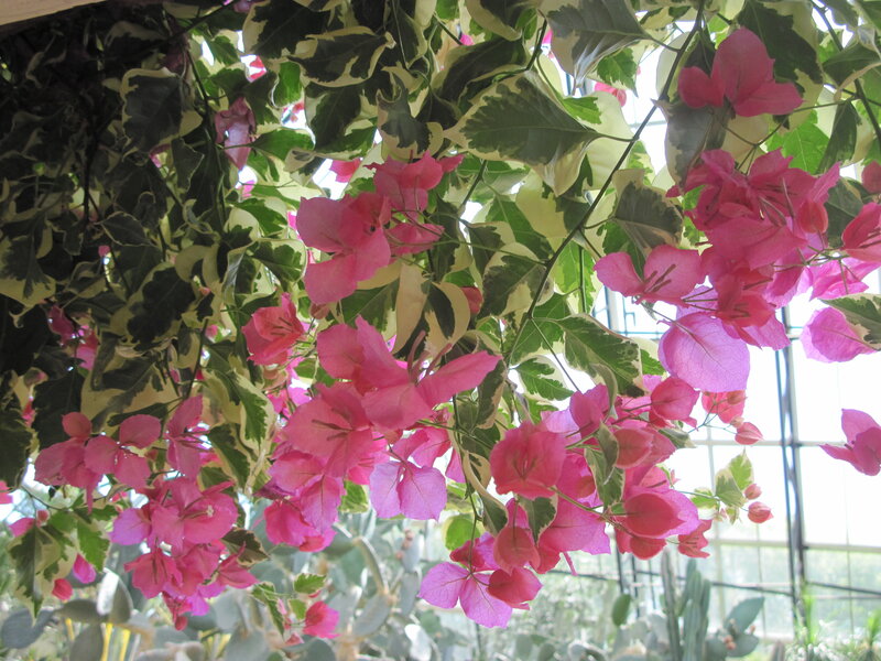 Variegated Bougainvillea — Pink, Calm
