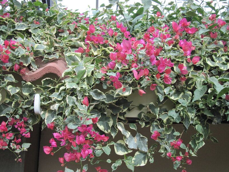 Variegated Bougainvillea — Pink