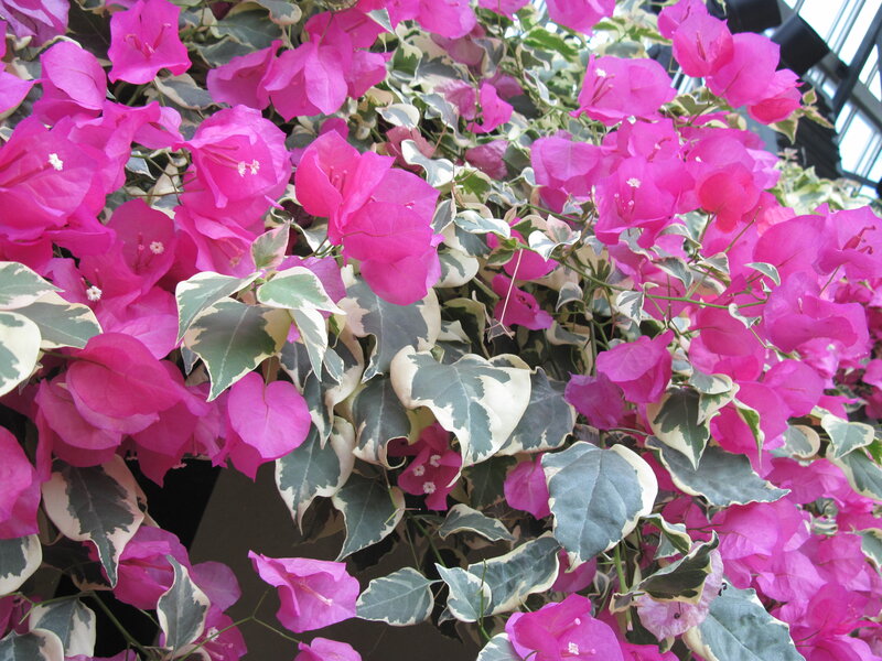 Variegated Bougainvillea — Pink, Vibrant