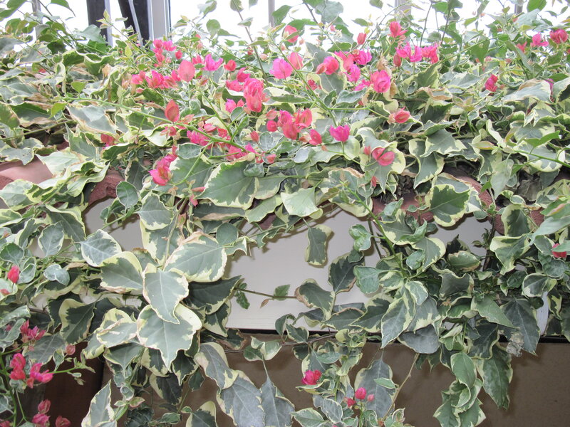 Variegated Bougainvillea Plant