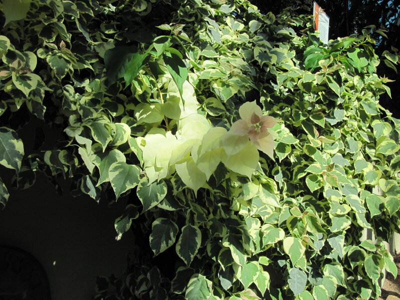Variegated Bougainvillea