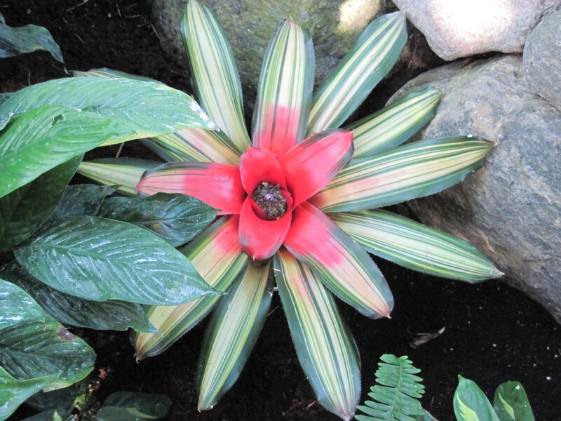 Variegated Bromeliad Flower