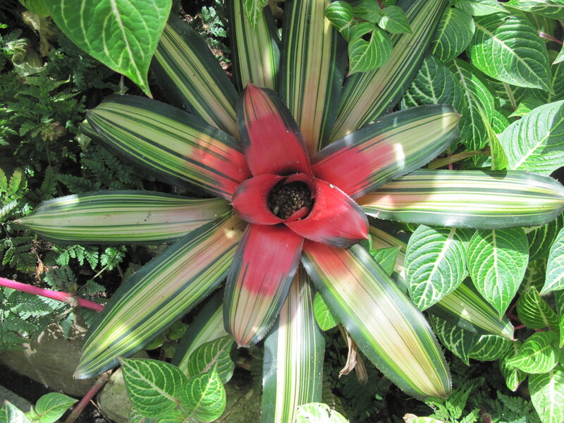 Variegated Bromeliad Plant — Green
