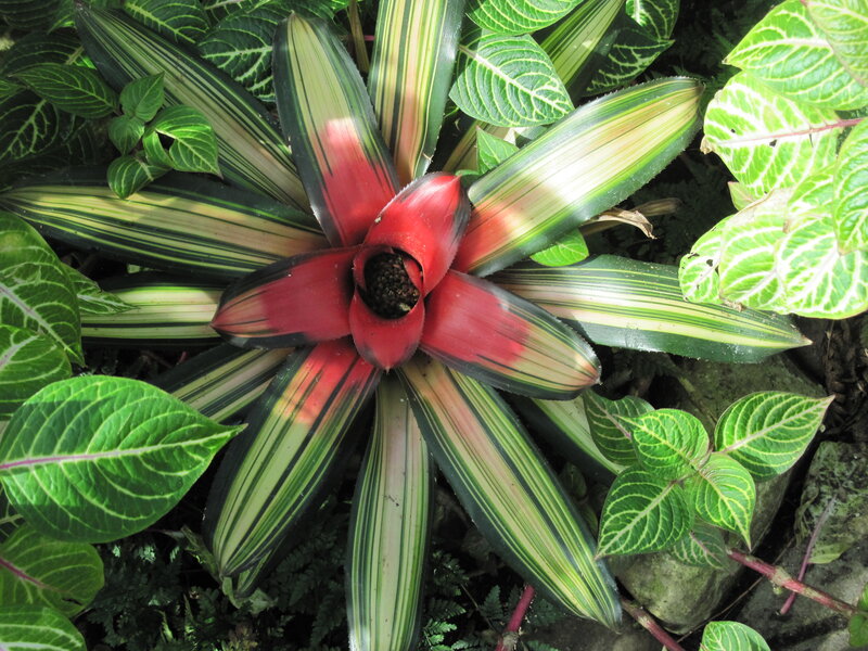 Variegated Bromeliad Plant