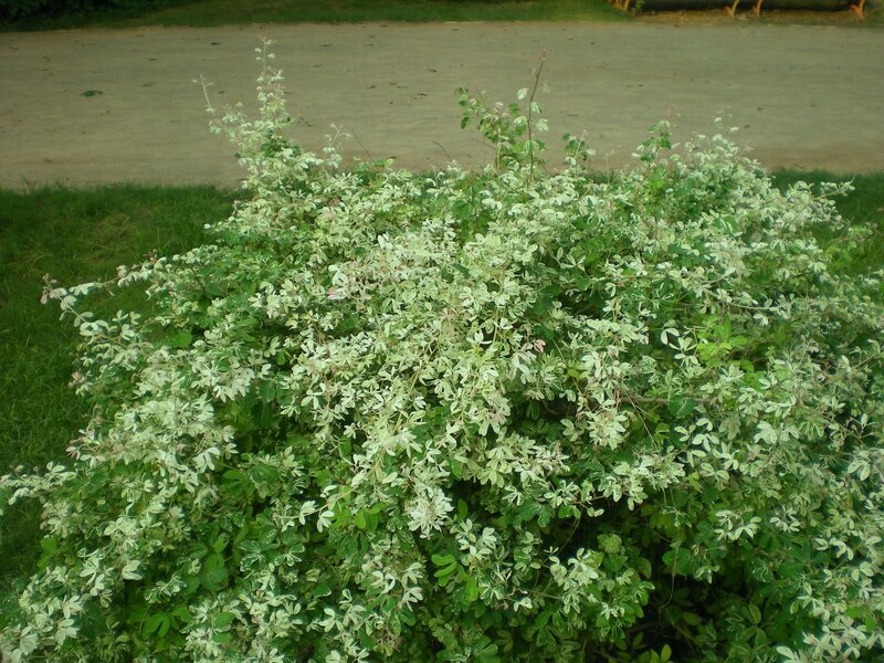 variegated bush in park