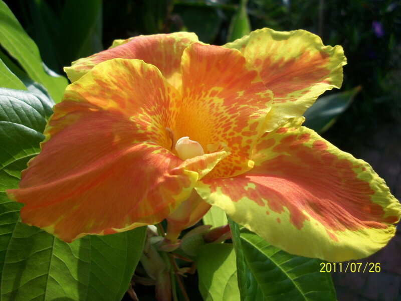 Variegated Canna Lily