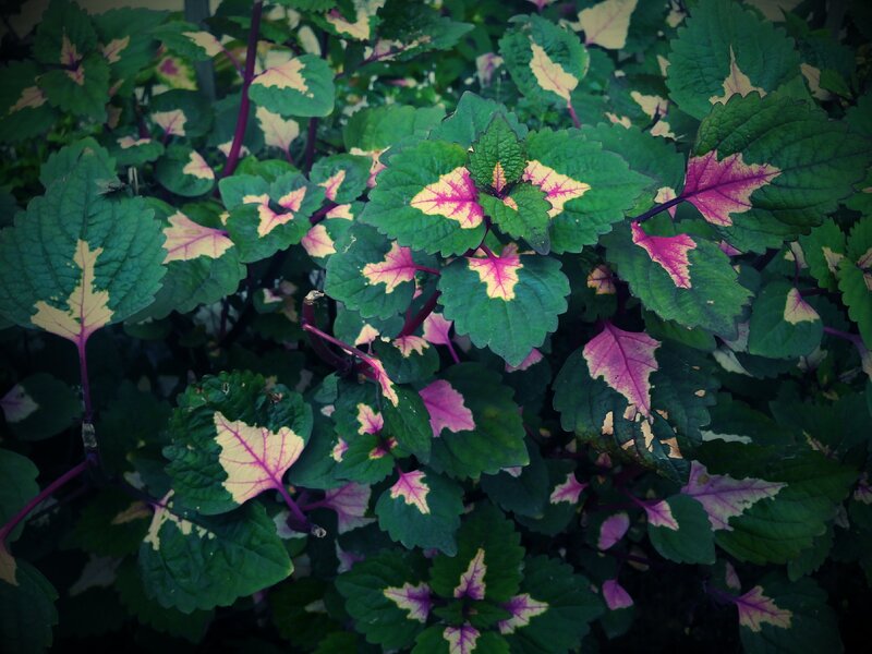 Variegated Coleus Plant — Green