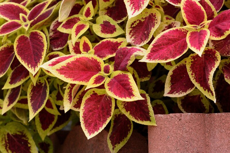Variegated Coleus Plant — Red