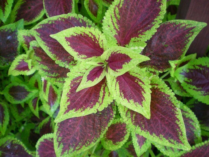variegated coleus plant