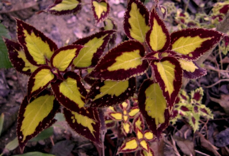 Variegated Coleus Plant — Yellow