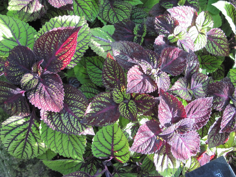 Variegated Coleus Plants — Green