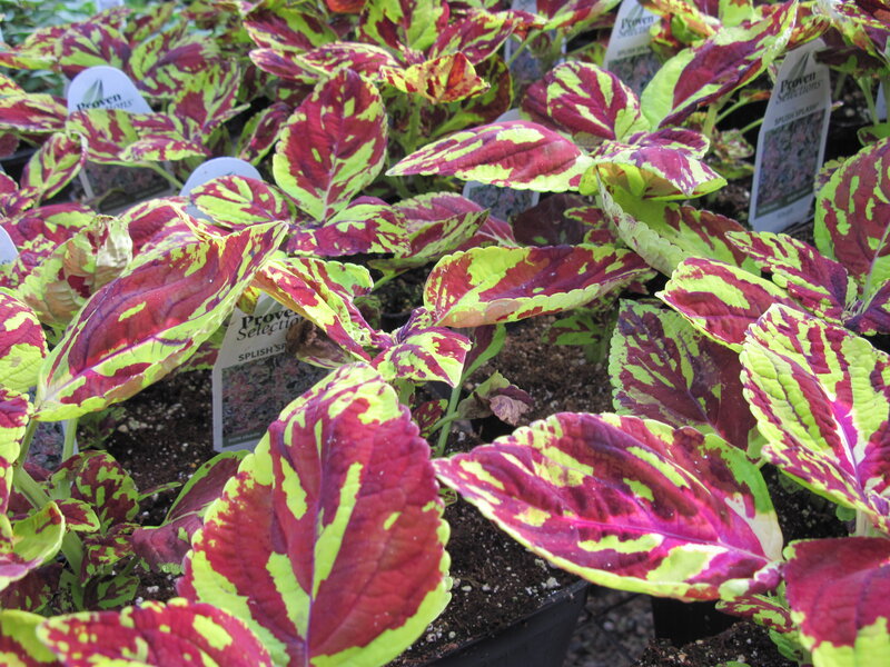 Variegated Coleus Plants