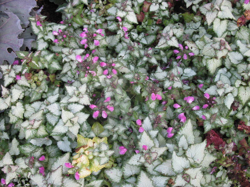 Variegated Deadnettle Plant