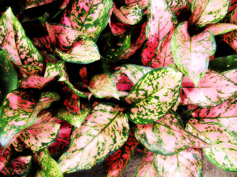 Variegated Dieffenbachia Leaves