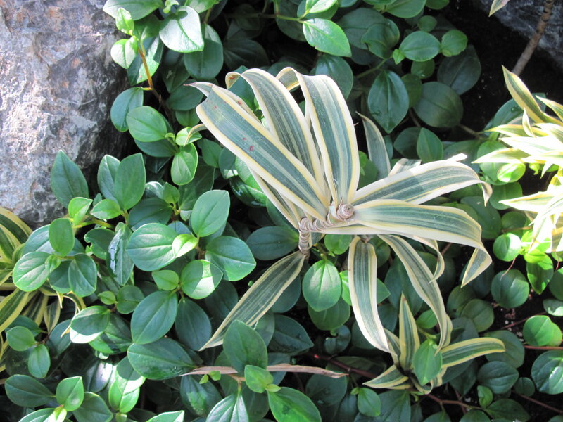 Variegated Dracaena Plant — Green