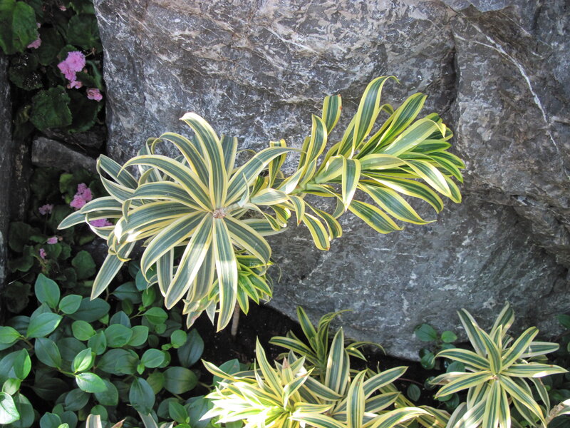 Variegated Dracaena Plant