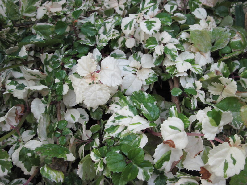 Variegated Foliage Plant