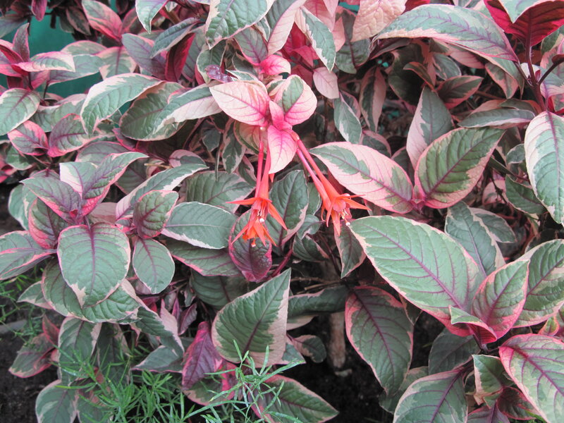 Variegated Fuchsia Plant — Green