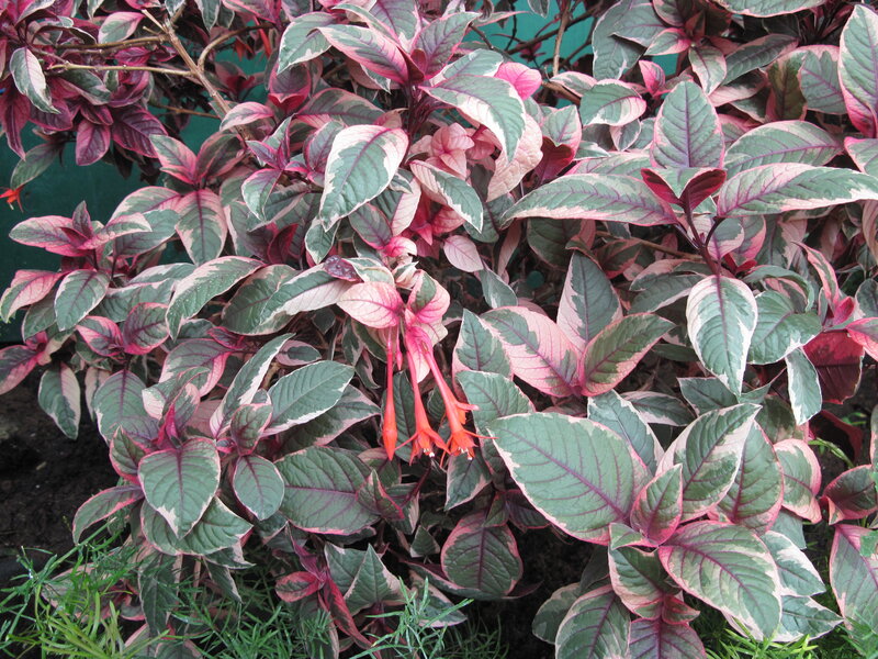Variegated Fuchsia Plant — Pink