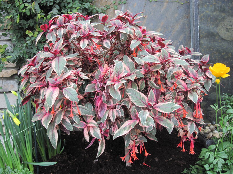 Variegated Fuchsia Plant — Red